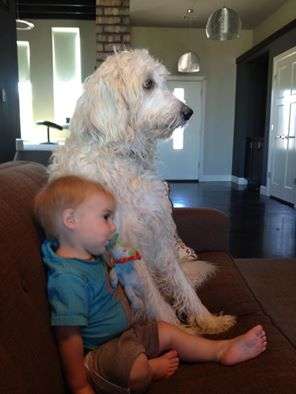 Oliver and Gus LDoodle watching TV