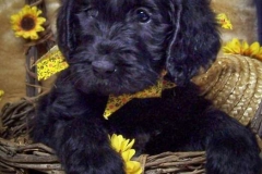 # 1 fe Waggie Maggie 1