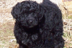 1_Male___1_at_11_weeks