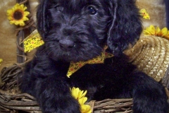 __1_fe_Waggie_Maggie_1