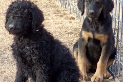 __2_Blk_fe_01-16-11_pic_3