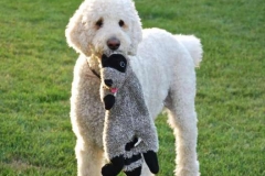 Amos Morgan and his racoon