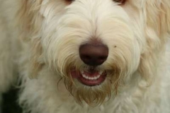 Bailey aka Handsome 1