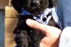 Barker 8 weeks old jpg