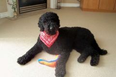 Barker age 2 years 1