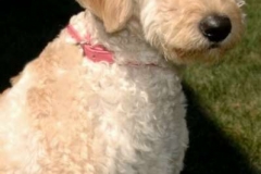 Bella Toot 2