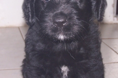 Black_male___1_6_weeks