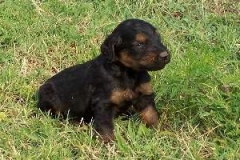 Bodie 4 wk
