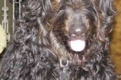 Bodie now 03