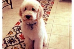Charlie Bear Wright at 5 mos1