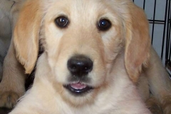 Cooper 12 week male #3