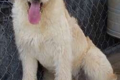 Cooper almost 7 mos