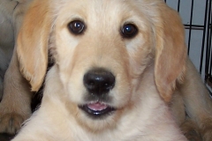 Cooper_12_week_male__3