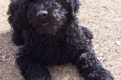 Curly_Moe_at_16_weeks_pic_2