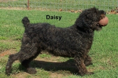 Daisy_Doo~0