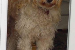 Dexter GD at 14 mos.