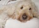 Dexter Goldendoodle
