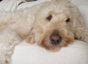 Dexter_Goldendoodle