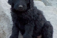 Frisco 10 weeks