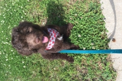 Gus_pic_1_Becky_Austin