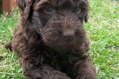 MARCH_13TH_ALLISON_BOY_PIC_2_28229