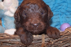 Male___3_wk4