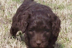 March_20th_Baylor_Bleu_pic_1
