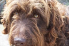 Rowdy F1 Goldendoodle