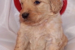 Sassy_4_weeks