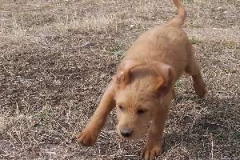 Teddy Gordon at 7 weeks