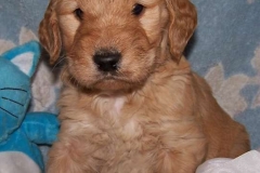Titus # 5 male 5 wk