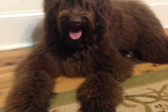Tootsie_F1_Labradoodle_Libby_and_Prince_2016