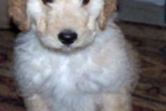 Triscuit 8 weeks
