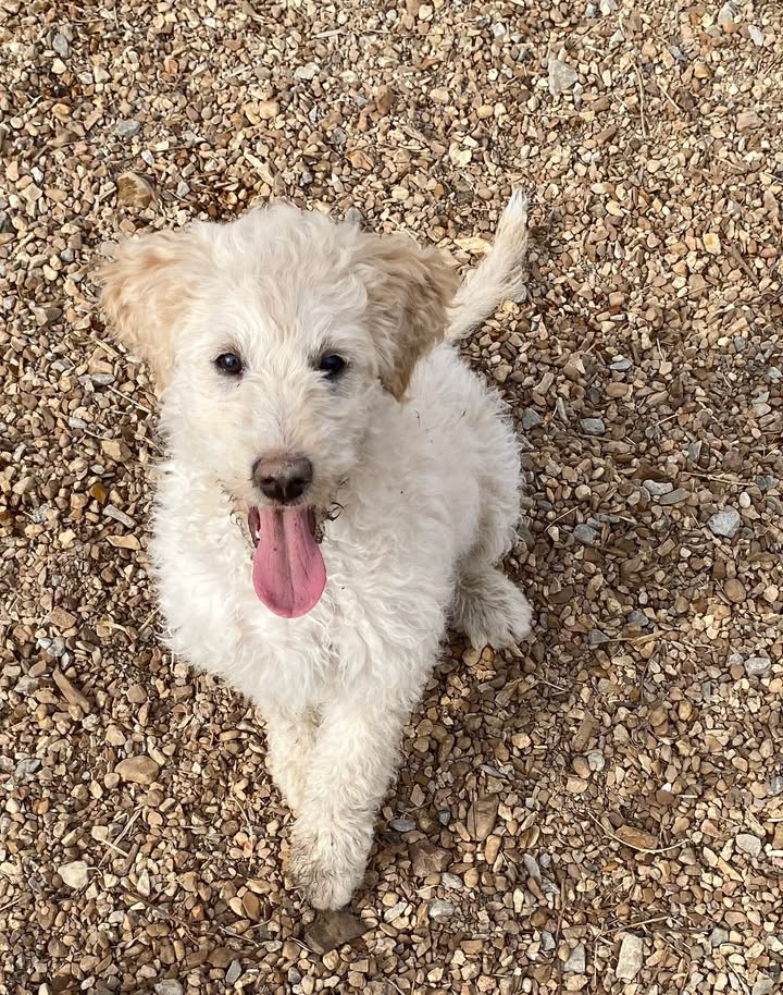 Mywhatadoodle Canine Ranch