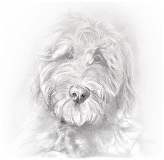 Mywhatadoodle Canine Ranch