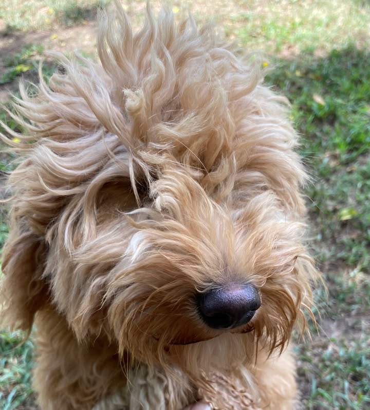 Mywhatadoodle Canine Ranch